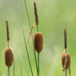 Typha minima- 4 plantas - Typha Minima 1