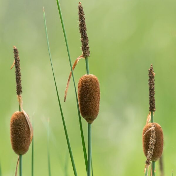 4 Typha minima + 5 Marimo Incluye cesta para estanque - Van der Velde Plantas acuáticas