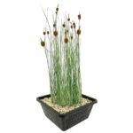 Typha minima