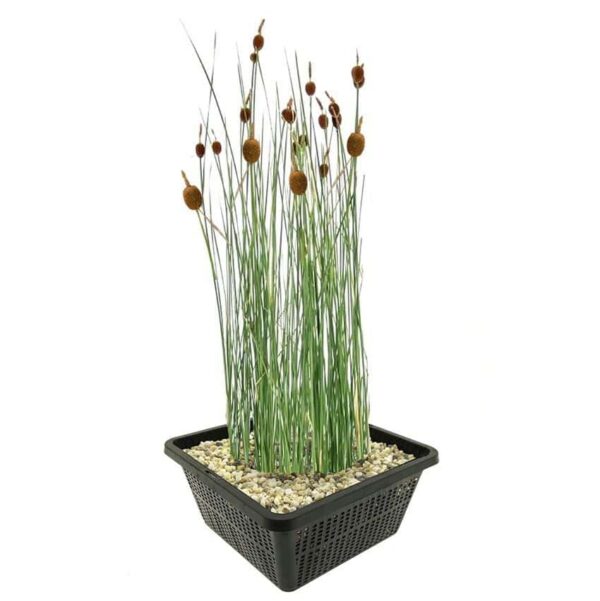 Dwerglisdodde Typha minima