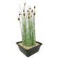 Typha minima