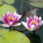 Dwergwaterlelie-Rood-Nymphaea-Pygmaea-Rubra-1
