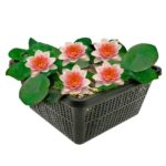Oranje Dwergwaterlelie