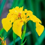 Gele-Lis-30-planten-Iris-Pseudacorus-1