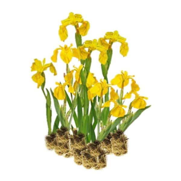 Gele Lis 15 planten Gele Lis 15 planten