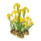 Gele Lis 15 planten