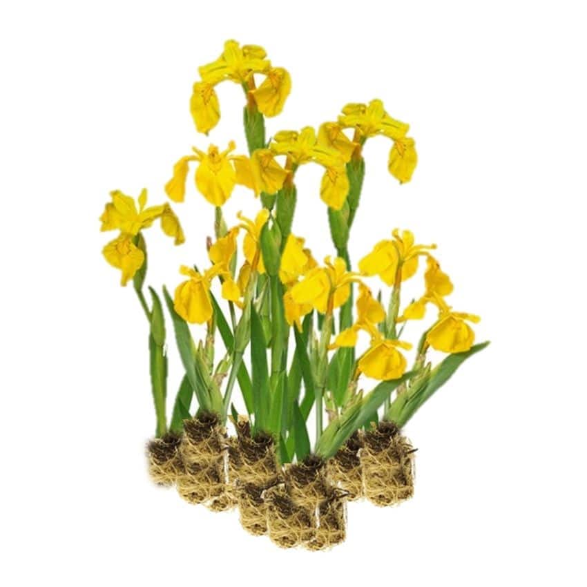 Gele Lis 15 planten Gele Lis 15 planten