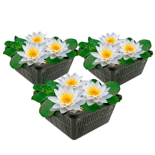 Witte Waterlelie 3 manden Witte Waterlelie 3 manden