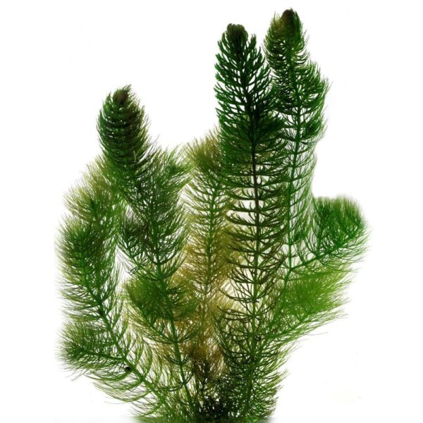 Hoornblad Ceratophyllum