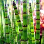 Japanse-Holpijp-4-planten-Equisetum-japonicum-1