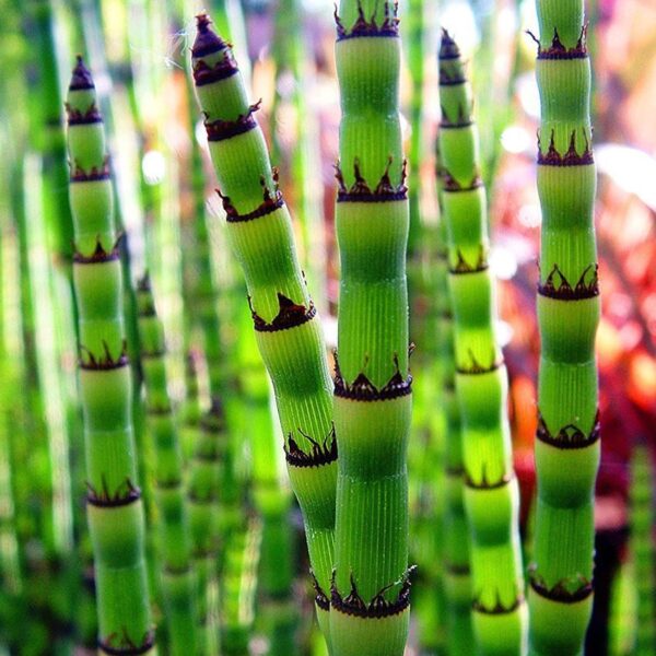 Klei en Voeding - Van der Velde Waterplanten