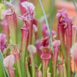 Juthatip - Lot de 2 Sarracenia - Juthatip - Soper-1