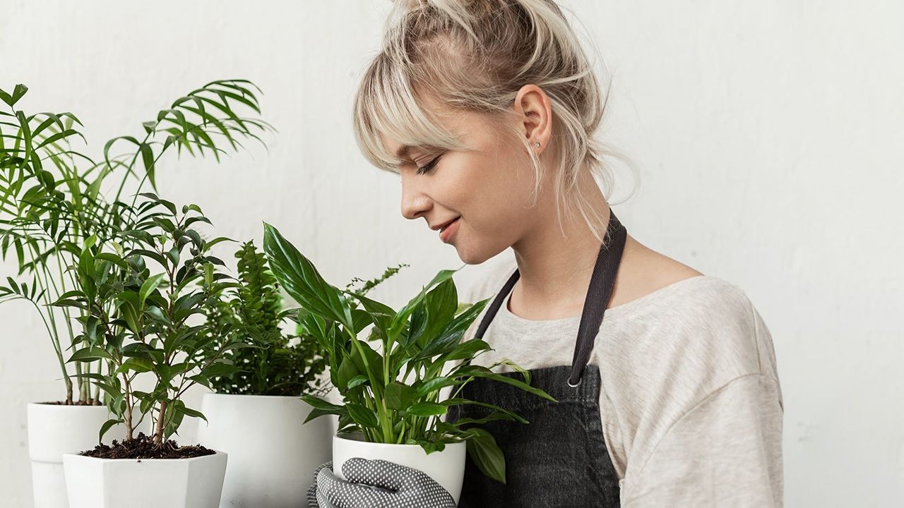 Kamerplanten standplaatst Kamerplanten standplaatst