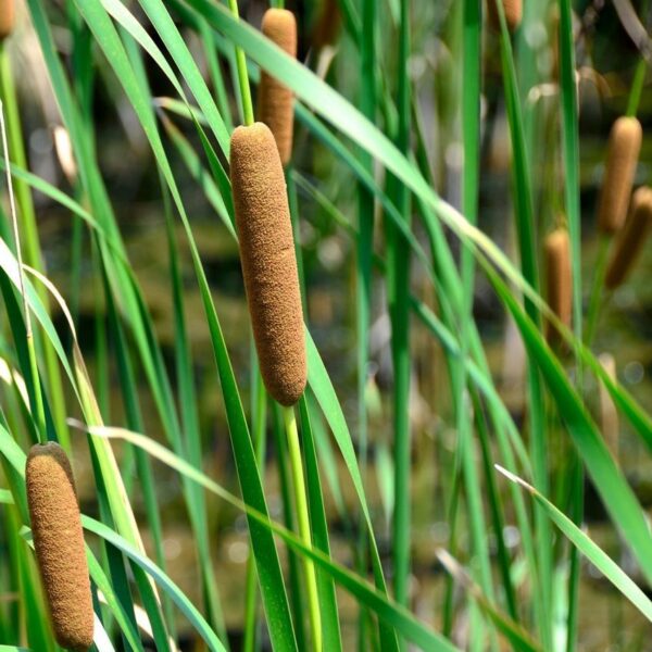 Lisdodde 2000 planten
