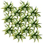 Krabbescheer 12 planten