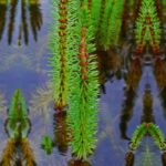 Lidsteng-4-planten-Hippuris-Vulgaris-1