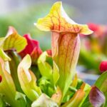 Maroon - 2 pièces - Sarracenia - Maroon - 1