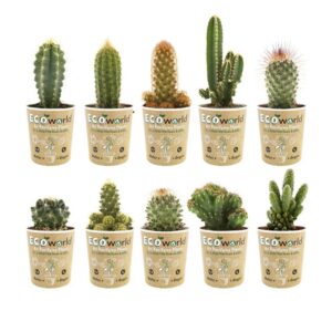 Mini Cactussen 10