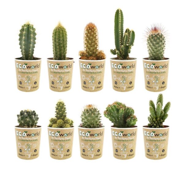 Mini Cactussen 10