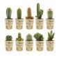 Mini Cactussen 10