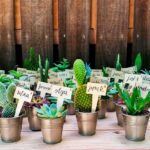 Mini-cactus et plantes grasses - 20 pièces - 1