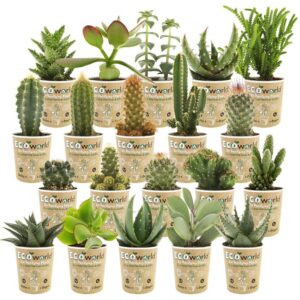 Mini Cactus en Vetplant 20
