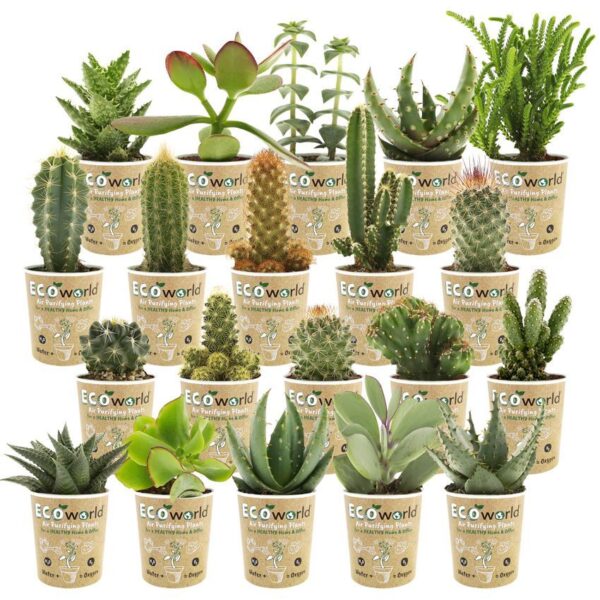 Mini Cactus en Vetplant 20 Mini cactus et plante grasse 20