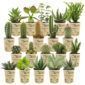 Mini cactus et plante grasse 20