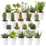 Mini Cactus en Vetplant met Potjes 20