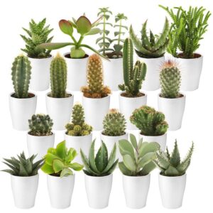 Mini Cactus en Vetplant met Potjes 20