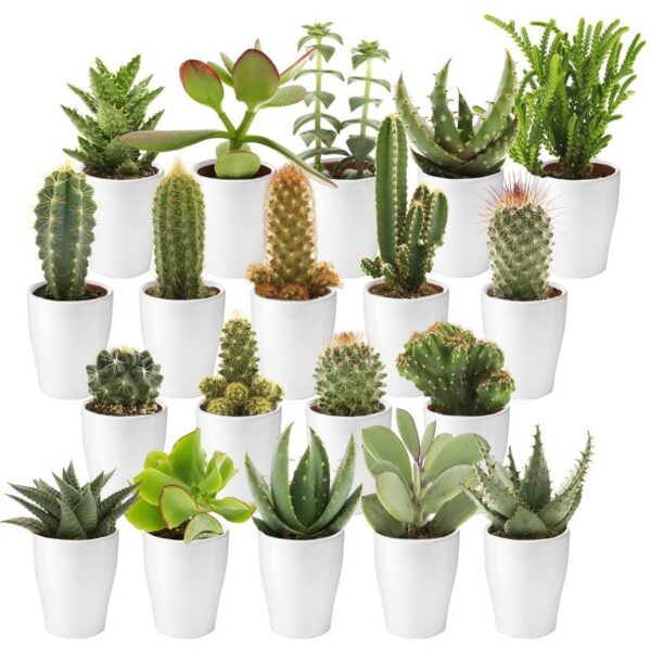 Mini Cactus en Vetplant met Potjes 20