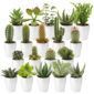 Mini Cactus en Vetplant met Potjes 20