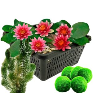 Rode Dwergwaterlelie + Zuurstofplanten