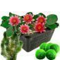 Rode Dwergwaterlelie + Zuurstofplanten