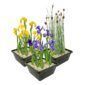 Set 3 Moerasplanten