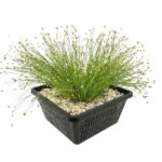 Eleocharis