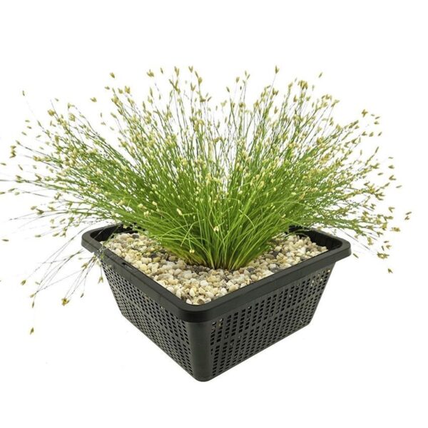 Naaldgras Eleocharis