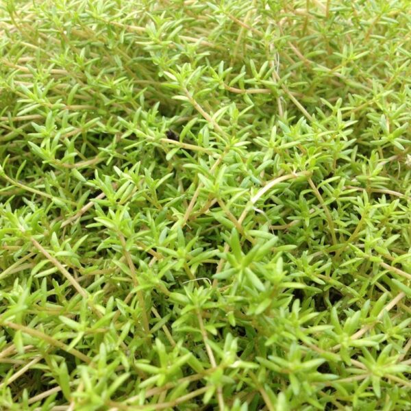 • Volgroeide hoogte: 10 cm