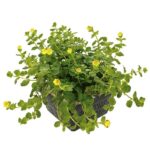 Lysimachia