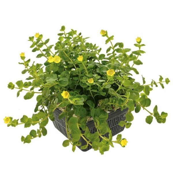 Penningkruid Lysimachia