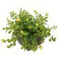 Lysimachia