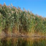 Riet