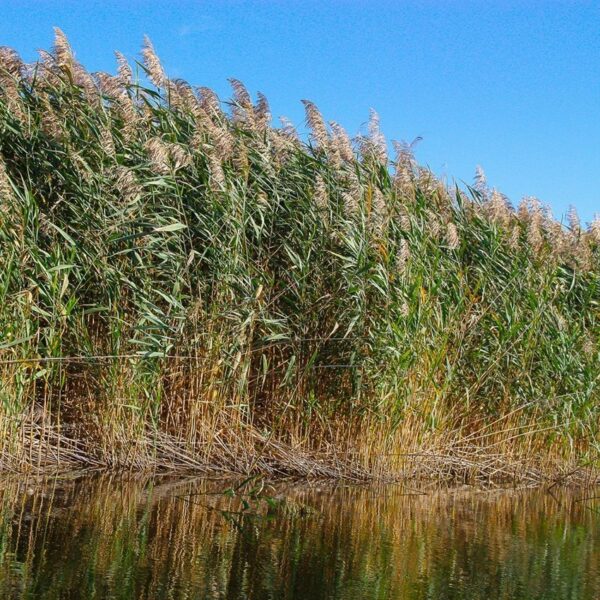 Riet