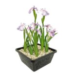 Roze Lis