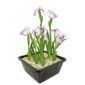 Roze Lis