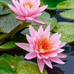 Roze-Waterlelie-Nymphaea-Pink-Opal-1