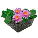 Roze Waterlelie