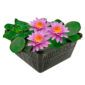 Roze Waterlelie