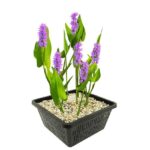 Roze Snoekkruid