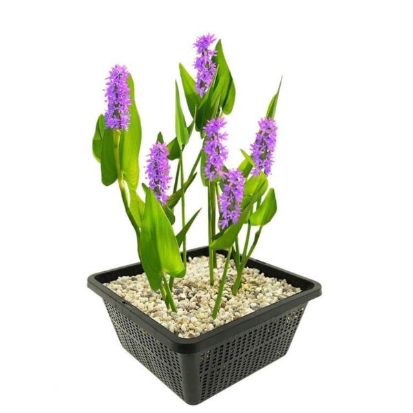 Roze Snoekkruid